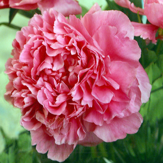 Paeonia 'Dr. Alexander Flemming'