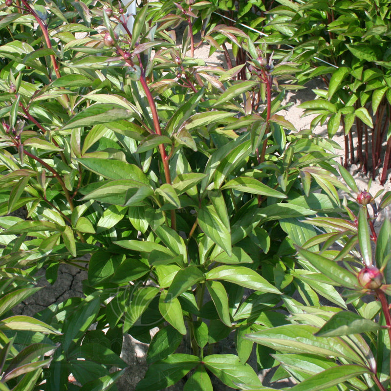 Paeonia 'Dr Alexander Flemming'