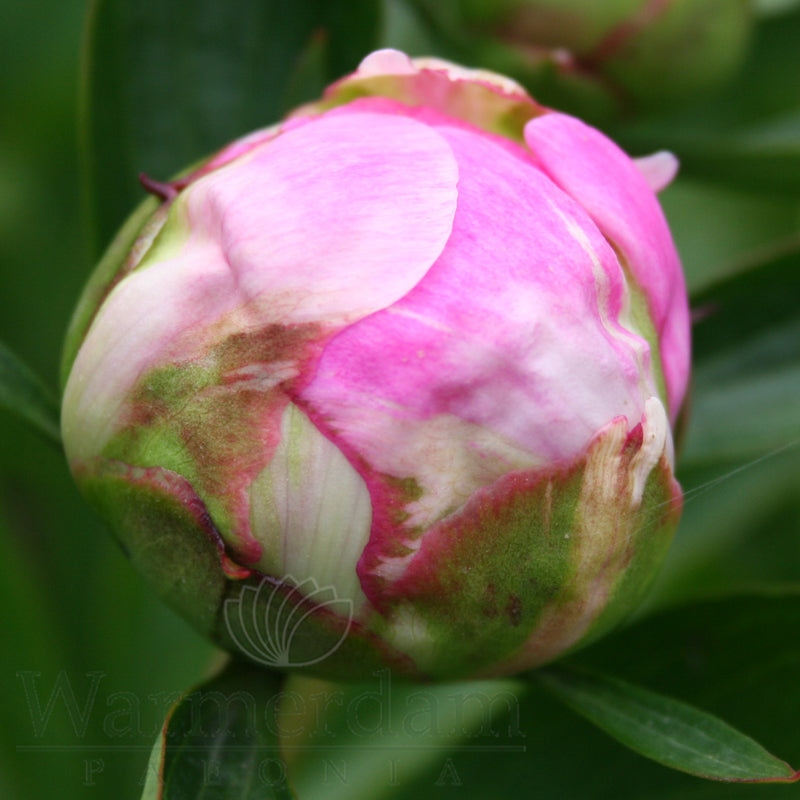 Paeonia 'Dr Alexander Flemming'