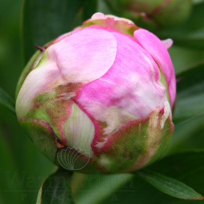 Paeonia 'Dr Alexander Flemming'