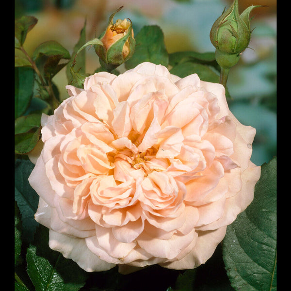Duchesse de Montebello