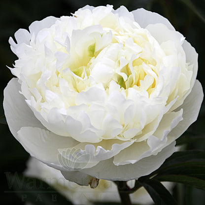 Paeonia 'Duchesse de Nemours'