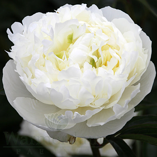 Paeonia 'Duchessa di Nemours'