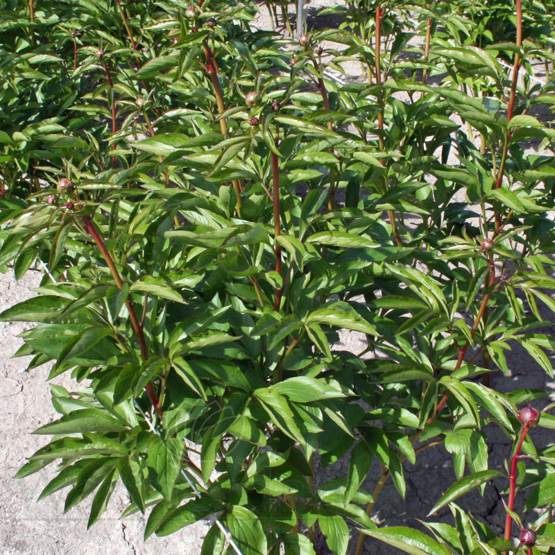 Paeonia 'Duchesse de Nemours'