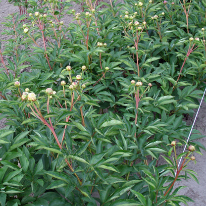 Paeonia 'Duchesse de Nemours'