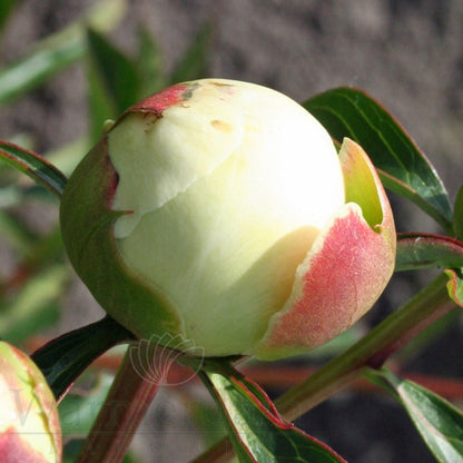 Paeonia 'Duchesse de Nemours'