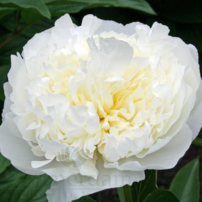 Paeonia 'Duchesse de Nemours'