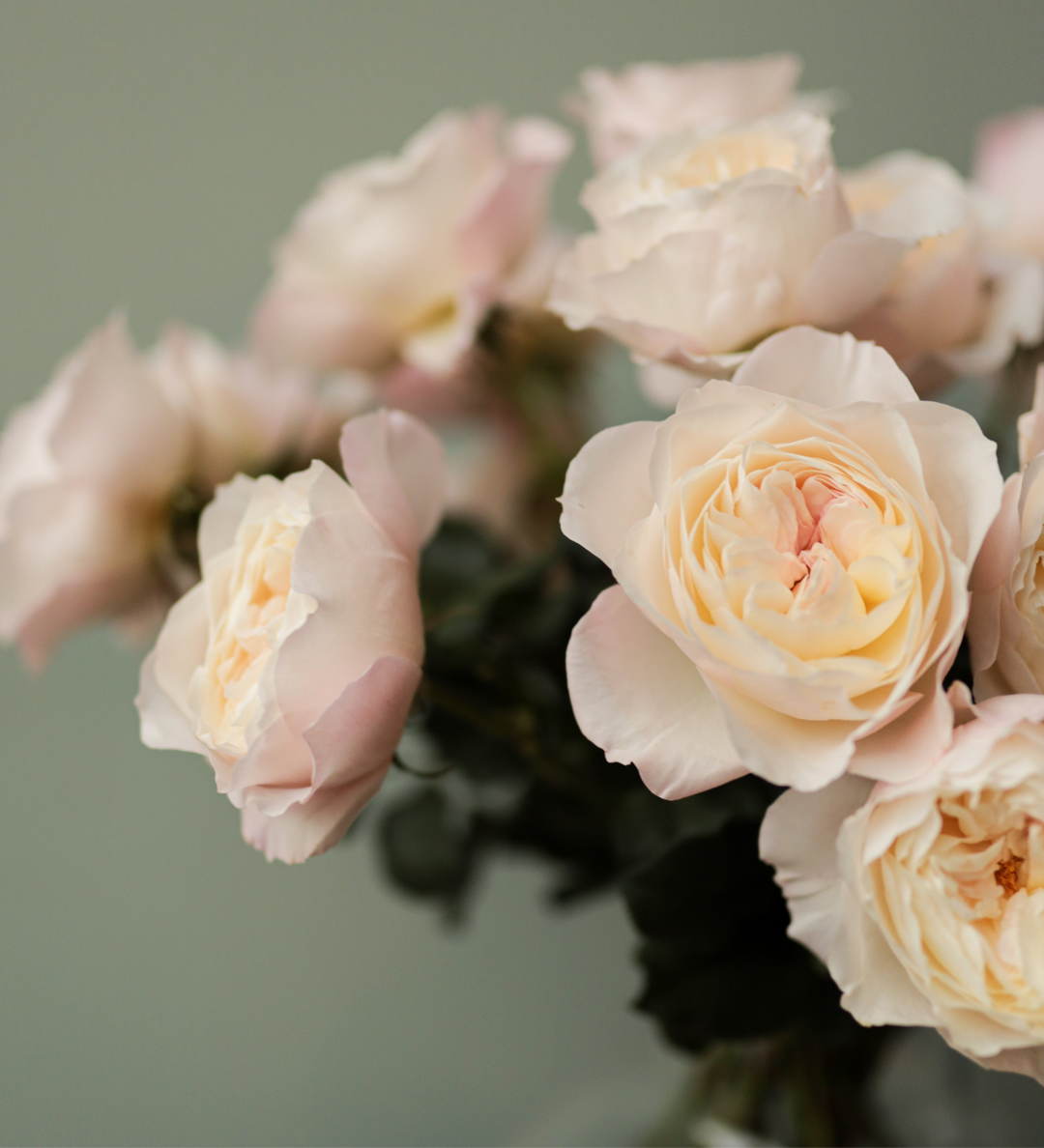 David Austin Keira (12stuks)