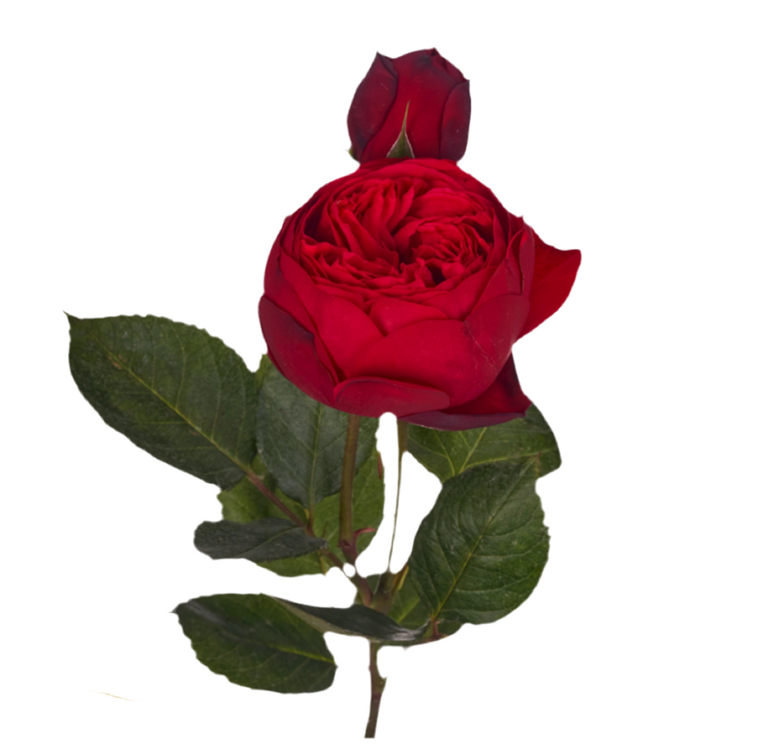 Red Piano (12 pieces)