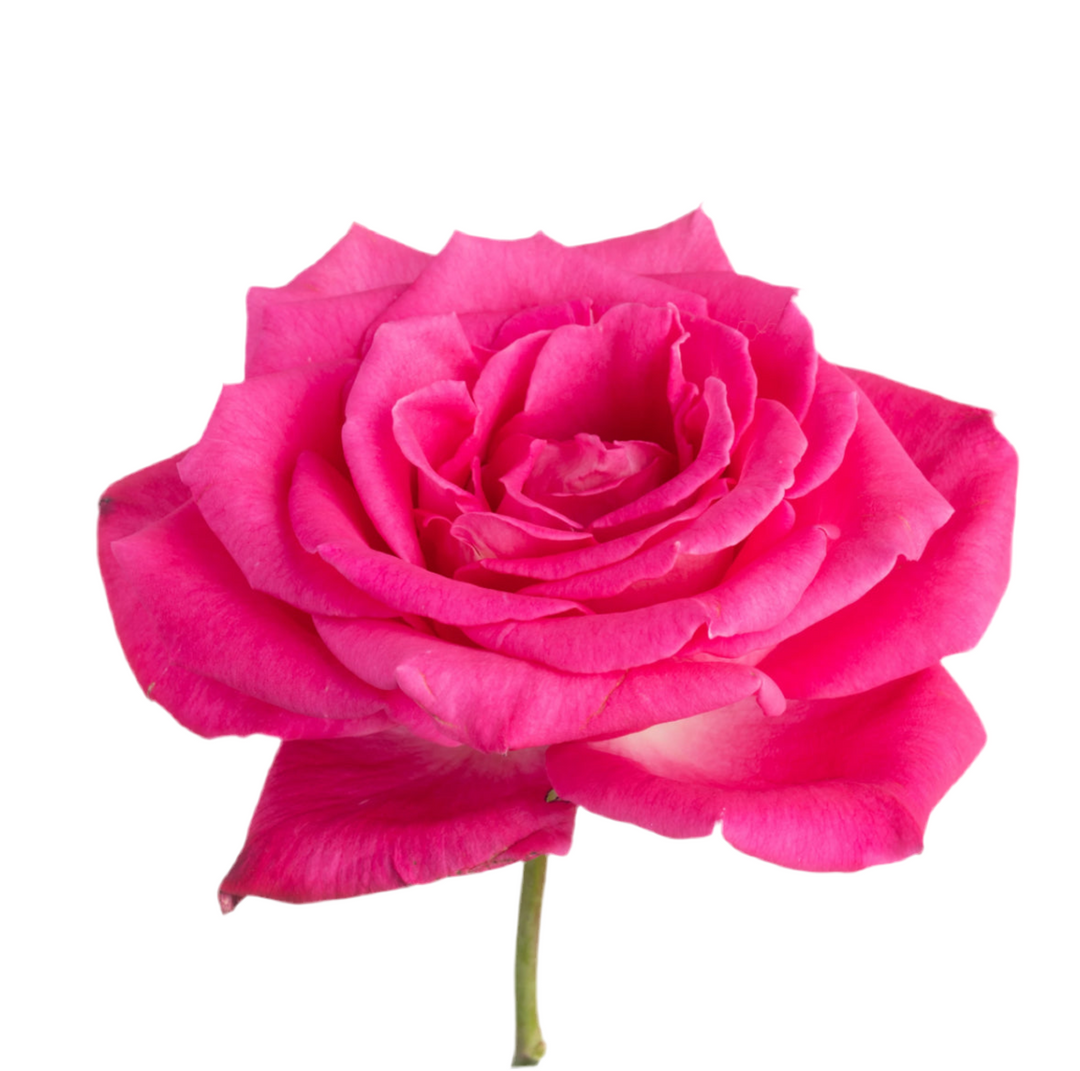 Lolita Lempicka (12 pieces)