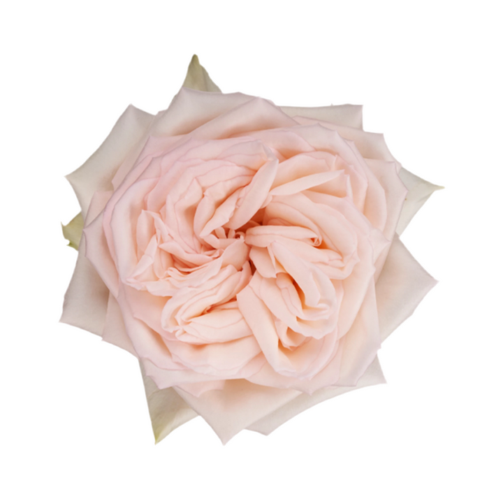 Princess Maya (Night Rain) (12 pieces)