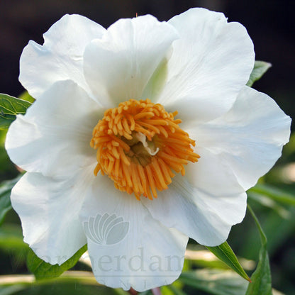 Paeonia 'Early Windflower'