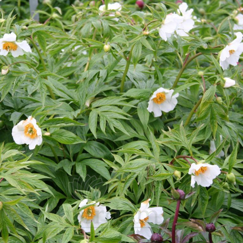 Paeonia 'Early Windflower'