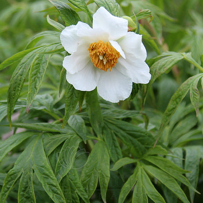 Paeonia 'Early Windflower'