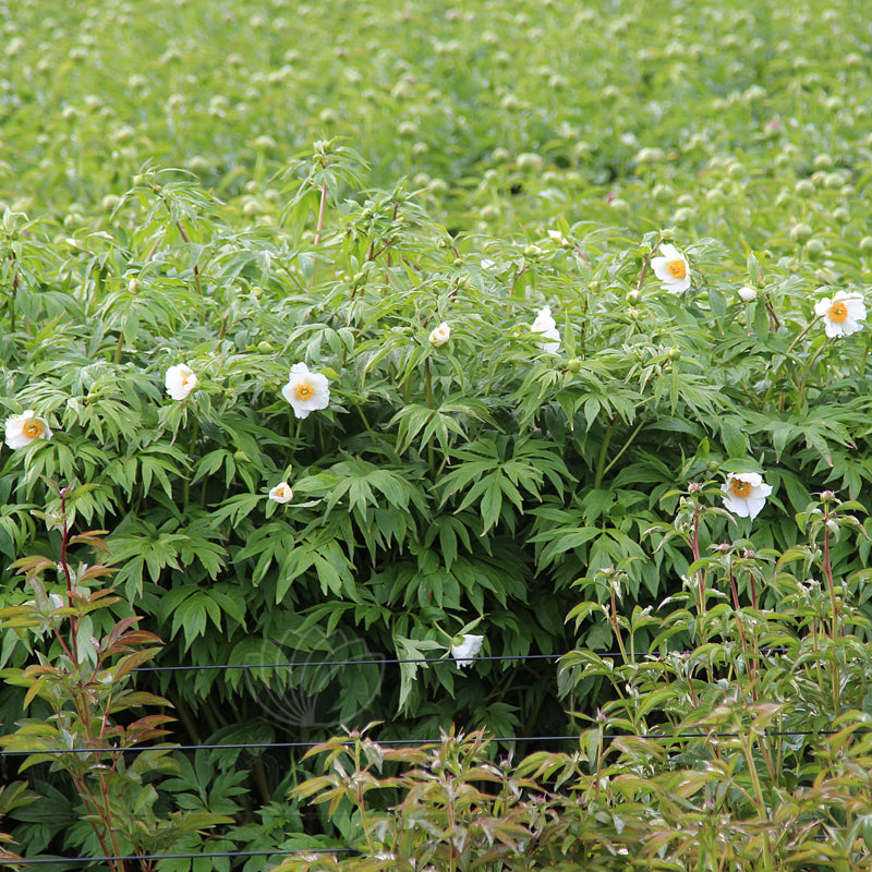 Paeonia 'Early Windflower'