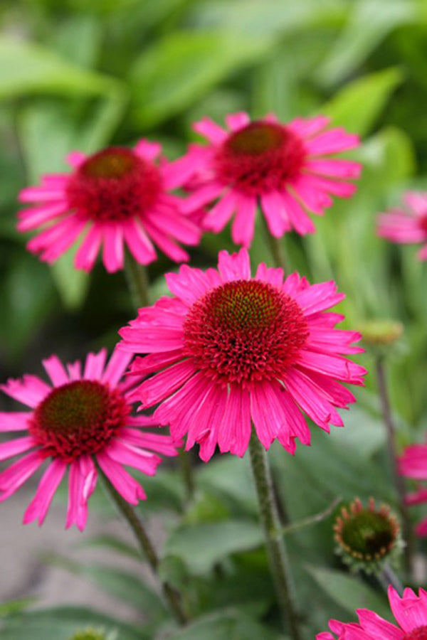 Sonnenhutkirsche (Echinacea)