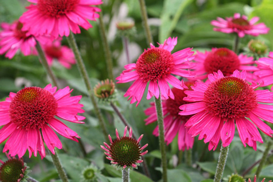 Sonnenhutkirsche (Echinacea)