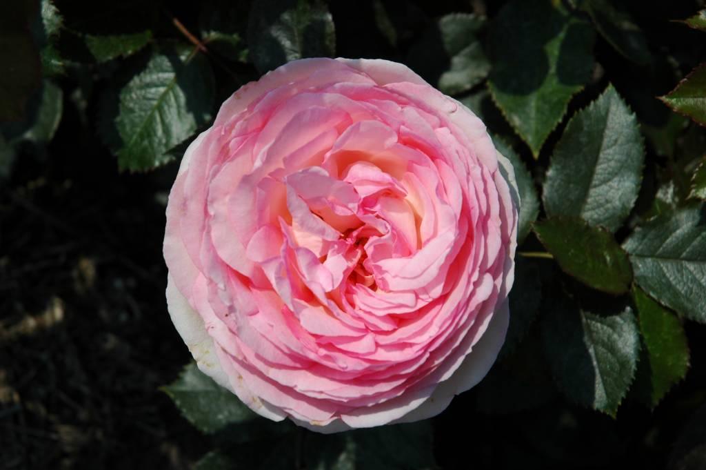 Mini Pierre de Ronsard (Eden Rose)