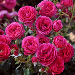 Essbare Rose - Dolce