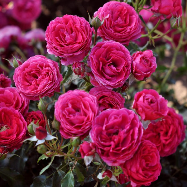 Eetbare roos - Dolce