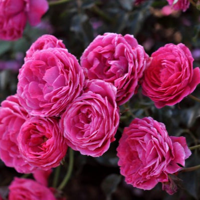 Eetbare roos - Dolce