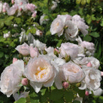 Essbare Rose - Birne