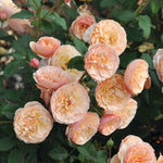 Essbare Rose - Evelyn Wild