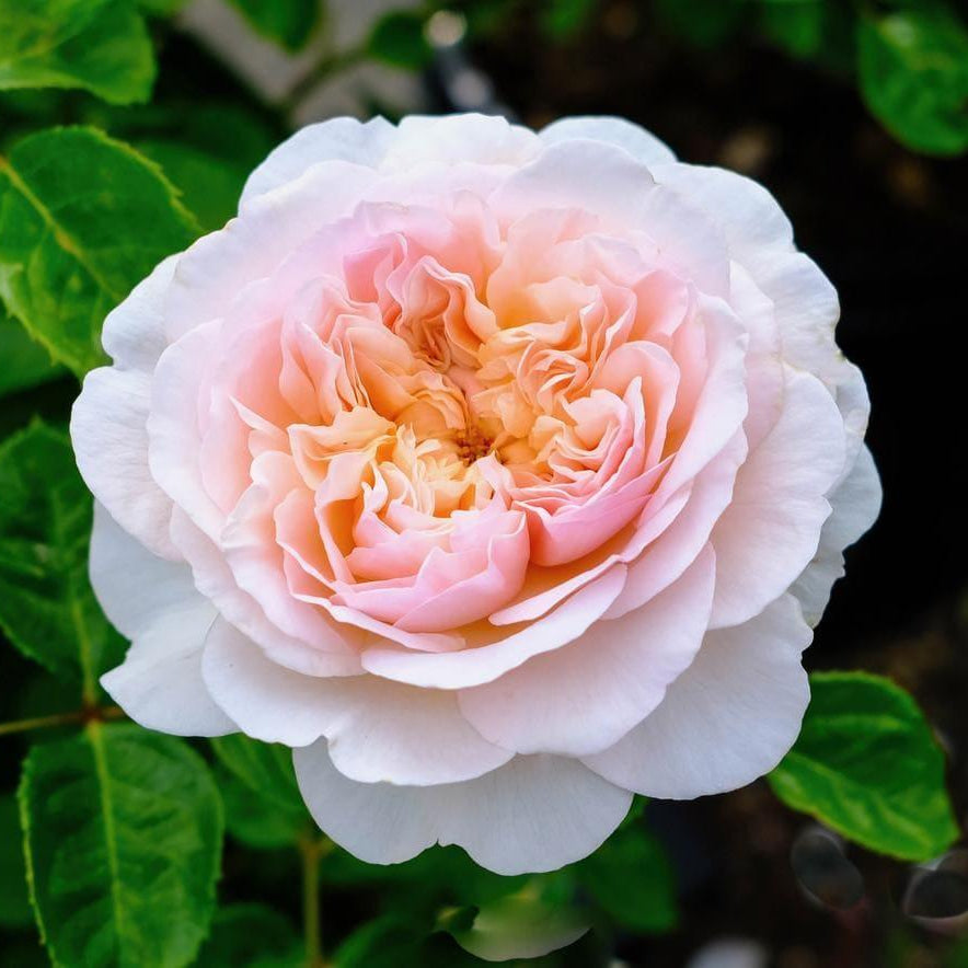 Zacht abrikoosroze roos met een warme oranje kern, vlakke rozetvorm en subtiel centraal knoopoog.