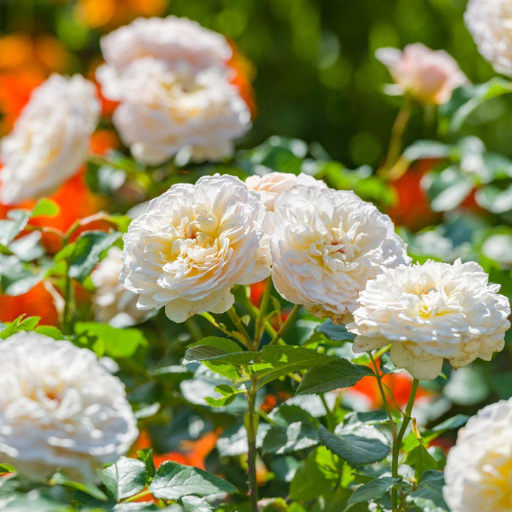Zacht abrikoosroze roos met een warme oranje kern, vlakke rozetvorm en subtiel centraal knoopoog.