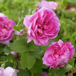 Empress Josephine