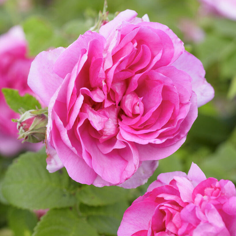 High Scented Roses Buy fragrant roses | Roses with the most beautiful scent | Belle Epoque