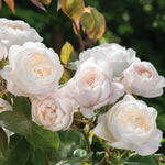 Rosa Desdemona is een geurige Engelse roos van David Austin met lichtroze kelkvormige bloemen en een sterke geur. Exclusief bij Belle Epoque.