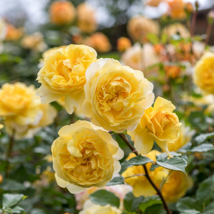 The Poet's Wife (Auswhirl)