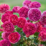 Groot gevulde donkerroze rozetbloemen op een ronde struik met donker blad.