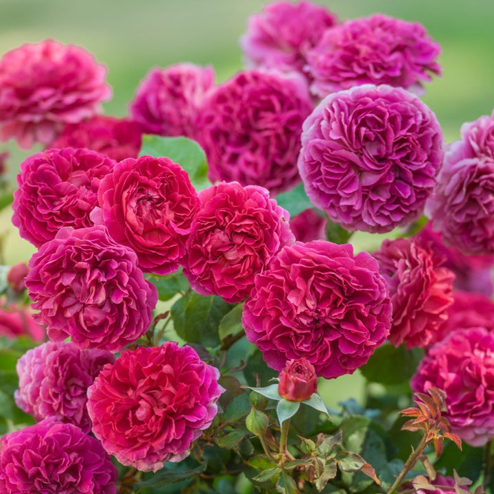 Groot gevulde donkerroze rozetbloemen op een ronde struik met donker blad.