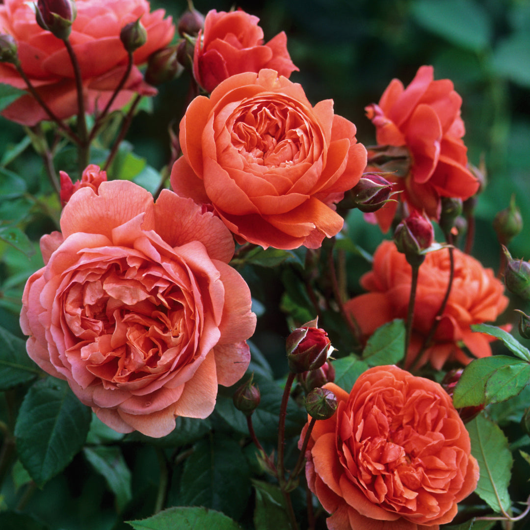 Summer Song (Austango)