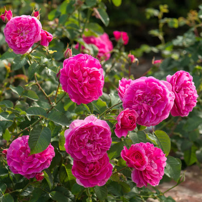 Rose d'Angleterre (extérieur) (carotte)