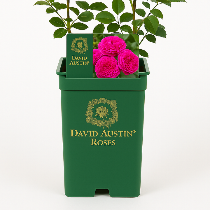 England's Rose (Auslounge)