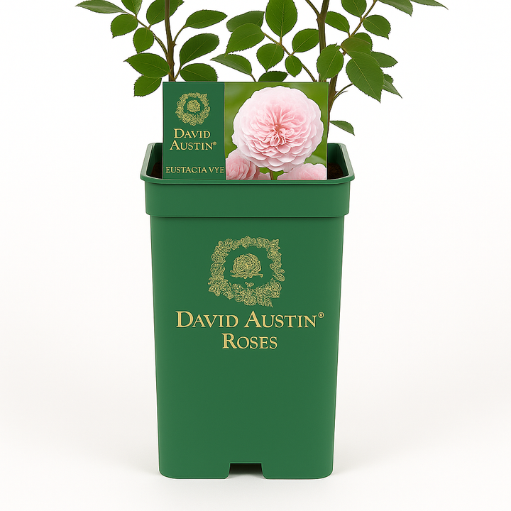 Eustacia Vye (Ausegdon)