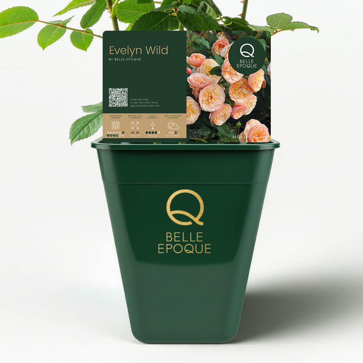 Edible rose - Eveline Wild