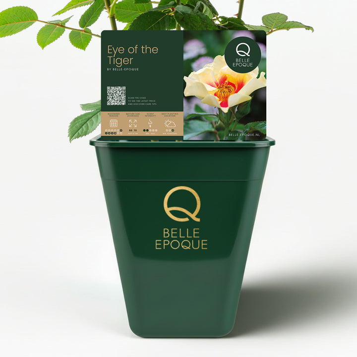 <tc>Eye of the Tiger</tc>