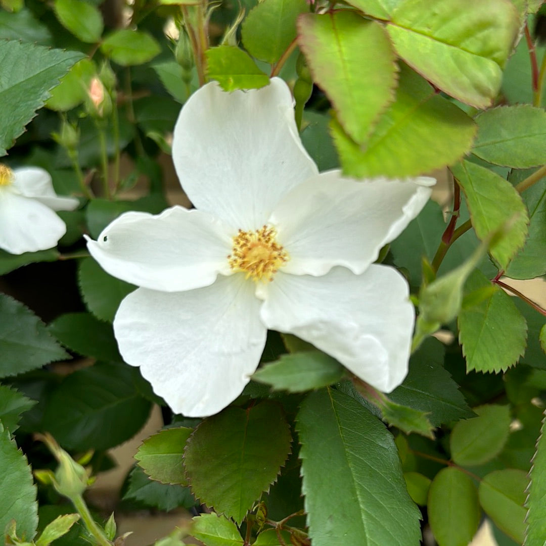 Kew Gardens (Ausfence) (Wurzel)