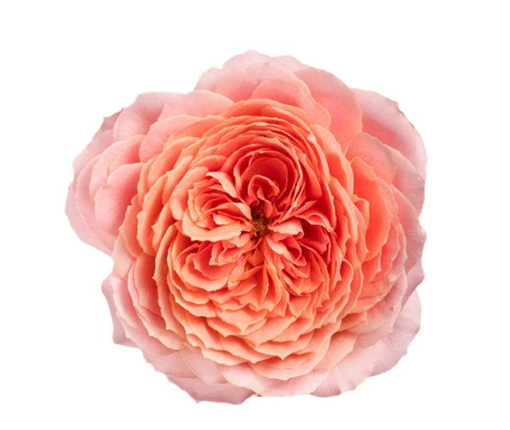 Romantic Antike (12stuks)