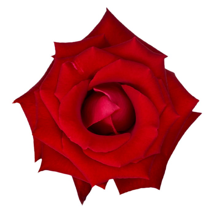 Lady Killer (12stuks)