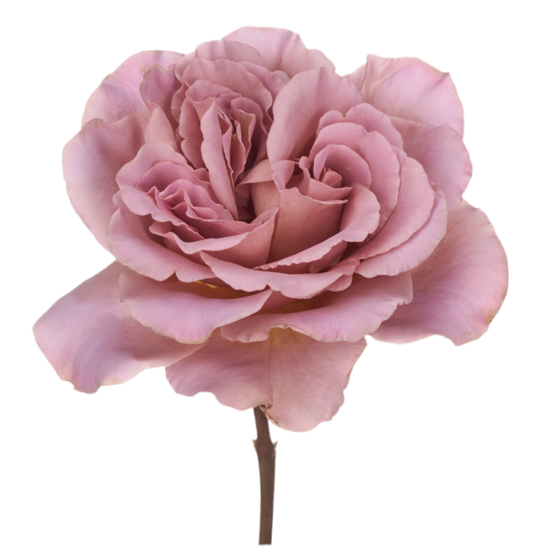 Cafe Latte (12stuks)