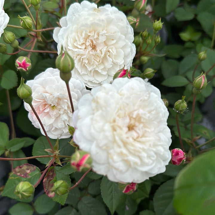 Little White Pet (TooGoodToGo)