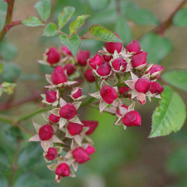 Fairy Bouquet