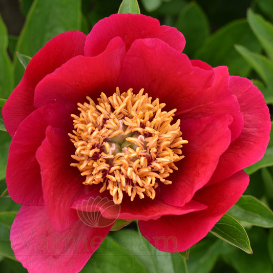 Paeonia 'Fairy Princess'