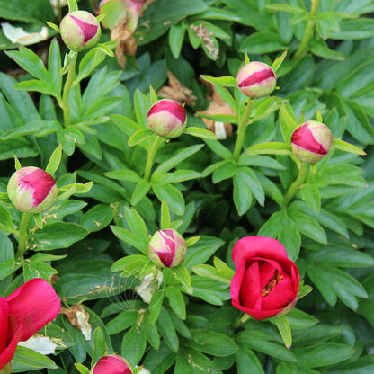 Paeonia 'Fairy Princess'