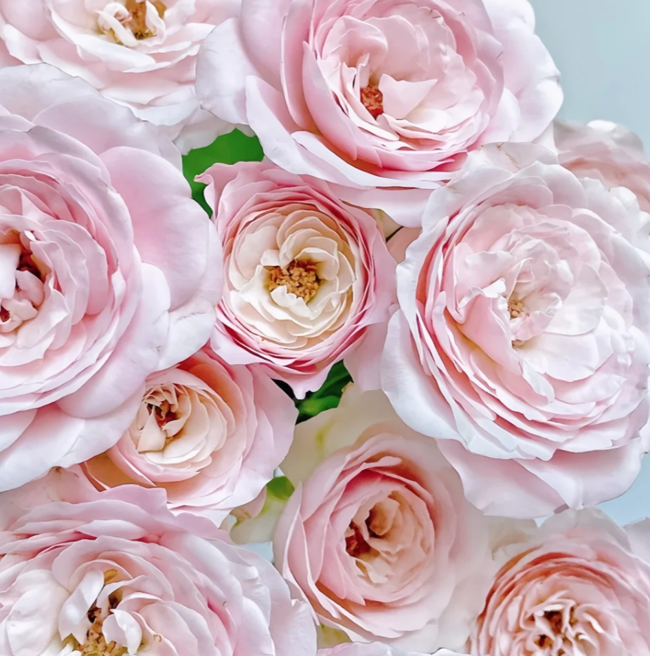 Buy Princess Fairy Kiss Pink rose – exclusive Japanese cluster rose ...